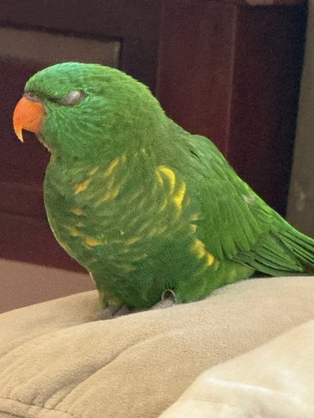 The Old girl