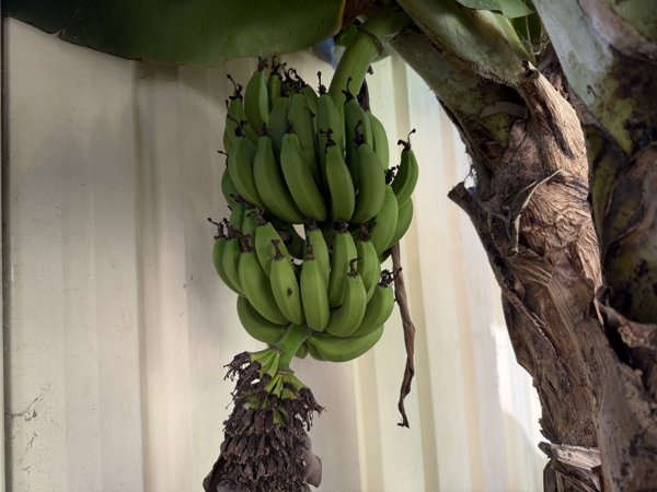 Banana daily pics