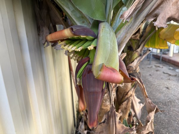Banana daily pics