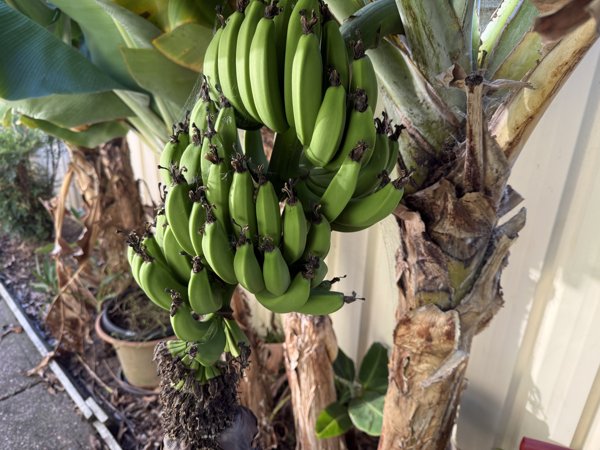 Banana daily pics