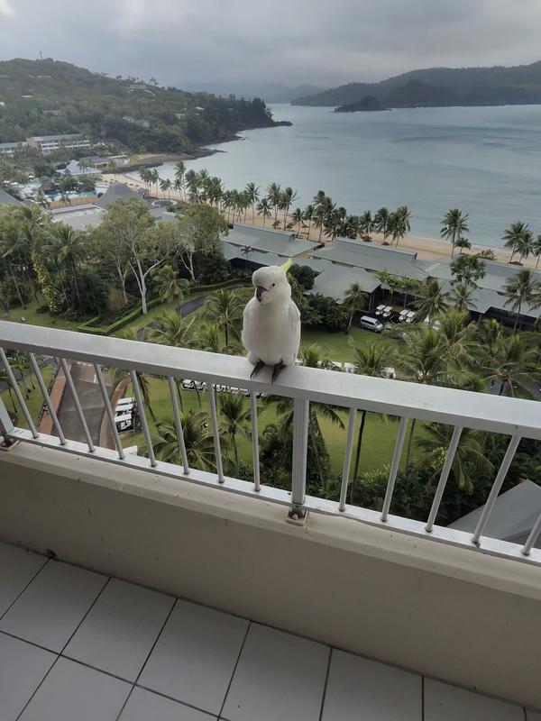 Hamilton island 2025