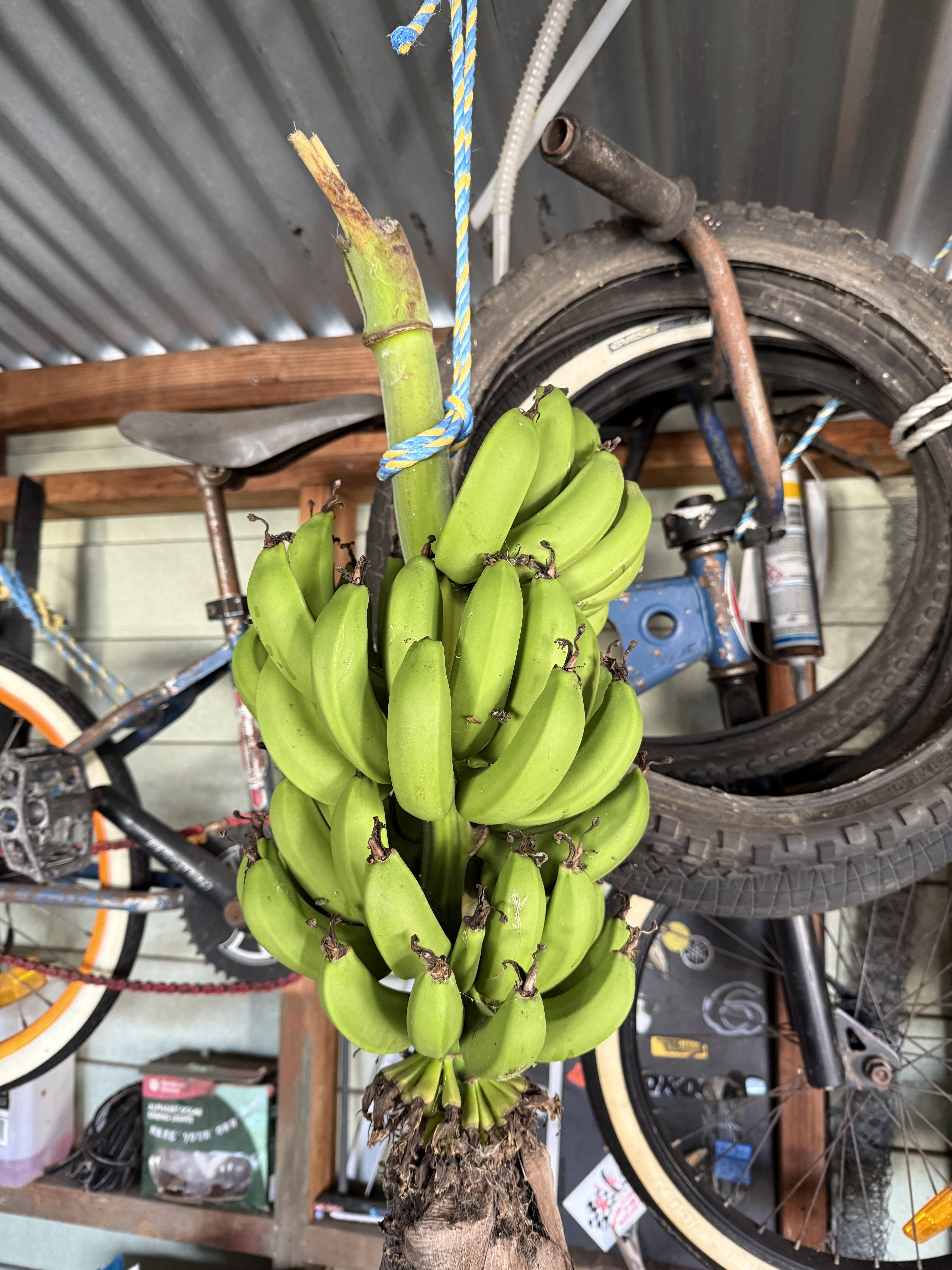 Banana daily pics