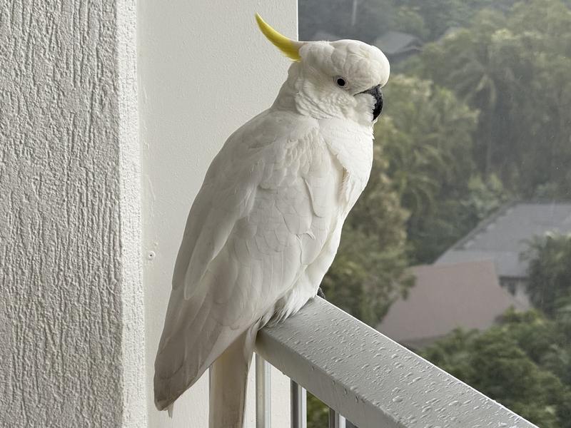 Hamilton island 2025