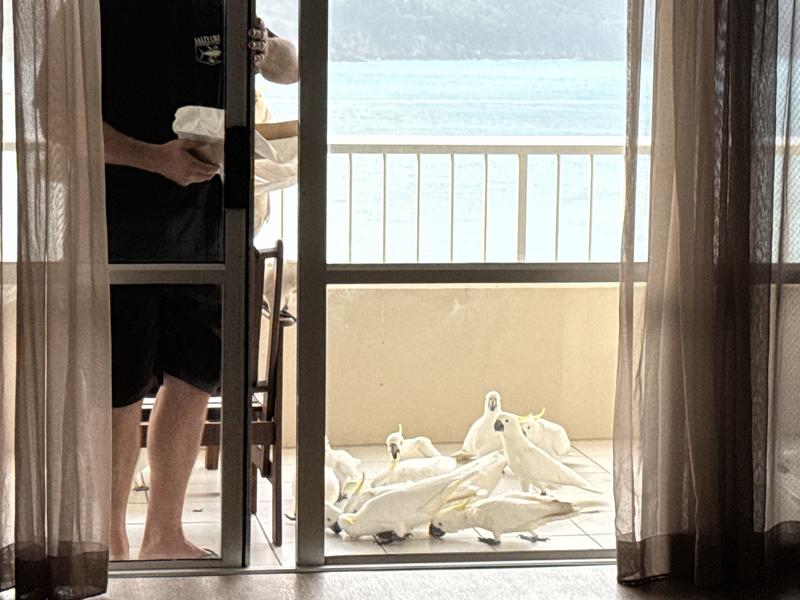 Hamilton island 2025