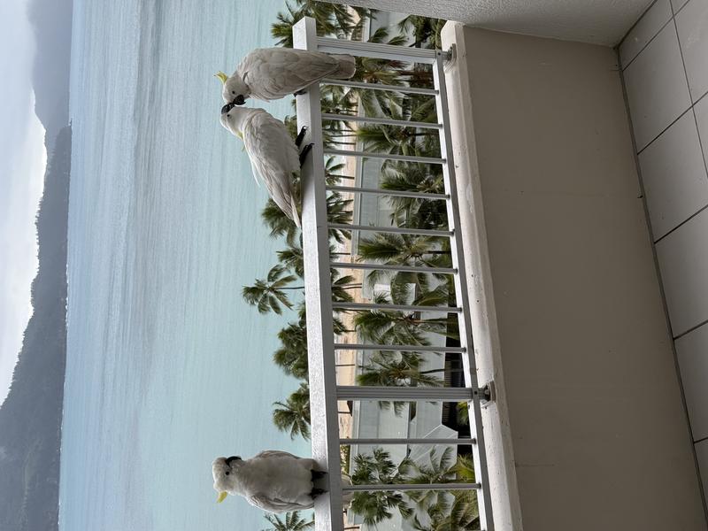 Hamilton island 2025